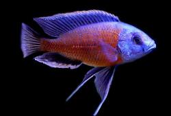 Коданго  (Copadichromis Borleyi "Kodango")