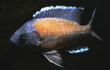 Коданго  (Copadichromis Borleyi "Kodango")