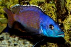 Миломо (Haplochromis milomo)