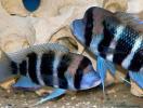 Фронтоза бурунди (Cyphotilapia frontosa)