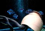 Фронтоза бурунди (Cyphotilapia frontosa)