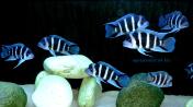 Фронтоза бурунди (Cyphotilapia frontosa)