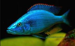 Хаплохромис Длиннорылый (Cyrtocara compressiceps )