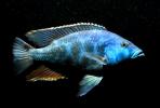 Хаплохромис Ливингстона (Nimbochromis livingstonii, Haplochromis livingstonii)